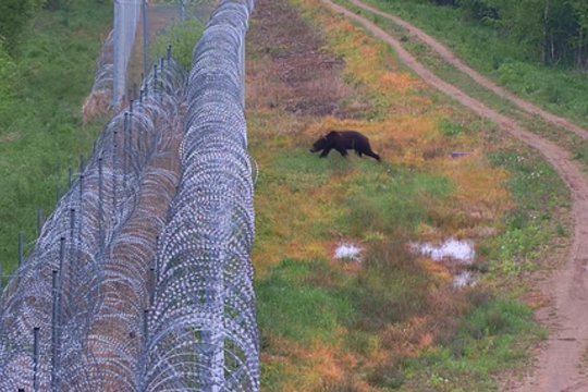 Šalčininkų rajone – netikėta viešnia: pasieniečiai užfiksavo mešką