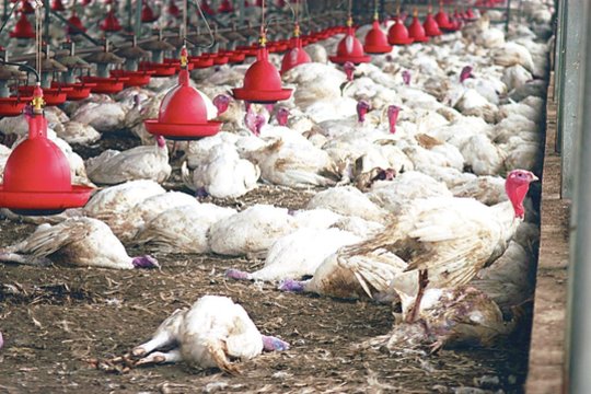 Lietuvos ūkyje – dar vienas paukščių gripo protrūkis