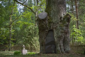 Kaimo kapinėse – įspūdingas miško galiūnas: šis ąžuolas toks vienintelis šiame rajone