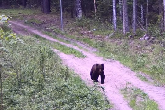 Meškos mieliau renkasi Lietuvos miškus: užfiksavo dar vieną atėjusią iš Baltarusijos