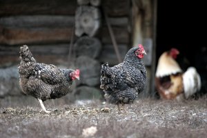 Pavojingos ligos židinys Kaišiadorių rajone esančiame ūkyje likviduotas: visi paukščiai nugaišinti