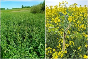 Neįprasti gegužės orai Lietuvos ūkius paveikė skirtingai: vienur skaičiuoja nuostolius, kitur tikisi įprasto derliaus