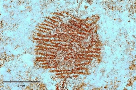 Surastas seniausias žmogaus piršto atspaudas – bet jį padarė ne mūsų rūšies atstovas