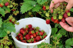 Gegužės pabaigoje išbandykite šią gudrybę – braškės taps saldesnės nei bet kada