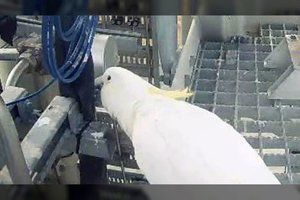 Kosminė raketa nepakilo: tarp įtariamųjų – papūga