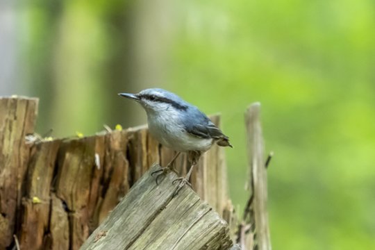 Gamtoje – jauniklių vedimo metas: įspėja, ką svarbu žinoti