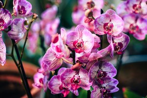 Nuvalykite orchidėjų lapus šiomis sultimis ir vandeniu – žydės kaip pašėlusios