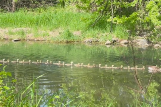 Žąsys su 26 žąsiukais: tokios įspūdingos šeimos dar neteko matyti