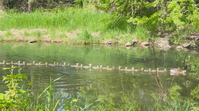 Žąsys su 26 žąsiukais: tokios įspūdingos šeimos dar neteko matyti