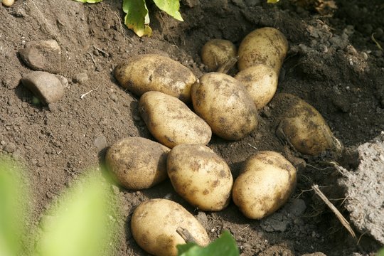 Ūkininkas jau parduoda pirmąsias šviežias bulves – už šį delikatesą teks mokėti daugiau nei pernai