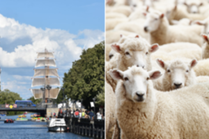 Netoli Klaipėdos iškils gyvulių ūkis: žada kontroliuoti sklindančius kvapus