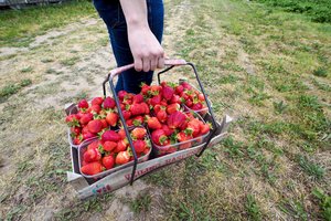 Neįtikėtina – kėdainiečiai ūkininkai braškių sezoną jau baigė