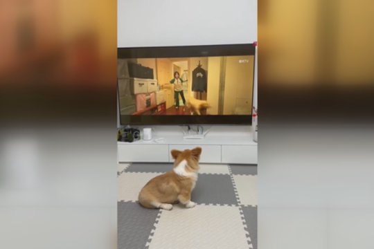 Keturkojis namus saugo ir nuo filmo personažų: pabandė sučiupti iš televizoriaus „pabėgusį“ augintinį
