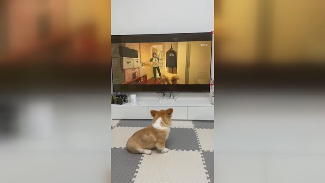 Keturkojis namus saugo ir nuo filmo personažų: pabandė sučiupti iš televizoriaus „pabėgusį“ augintinį
