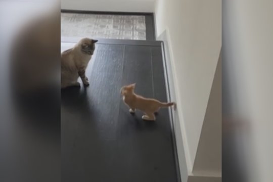 Kačiukui naujasis kambariokas ne prie širdies: vienu gestu leido suprasti, ką jam jaučia