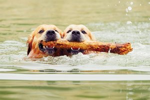 Viena svarbi priežastis, kodėl ir kada šunims nereikėtų leisti maudytis gamtos telkiniuose