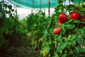Ar verta pomidorus sodinti kartu su prieskoninėmis žolelėmis? Štai ką sako mokslas