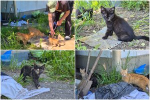 Pulkas mažų kačiukų šaukiasi pagalbos: grėsė būti išnuodytiems arba žūti po automobilių ratais
