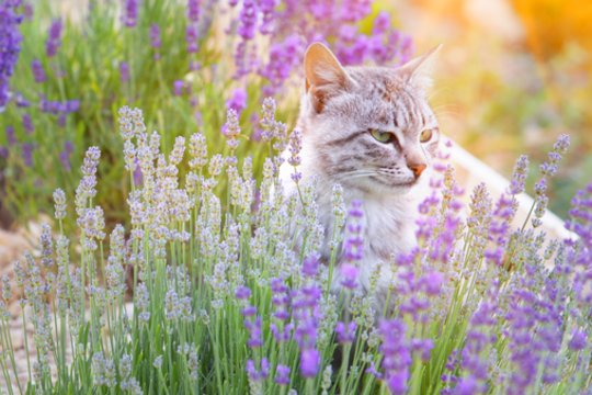 Nuostabiai kvepiantis augalas – mirtinai pavojingas katėms: simptomai, kad kilo grėsmė gyvybei