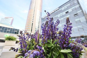 Vilnius paskelbė karą pievų puošmenai – lubinai gražūs, bet pražūtingi