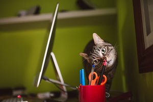 Katės, šeimininkai ir nepažįstamieji: ištyrė, kiek katėms yra svarbus kvapas