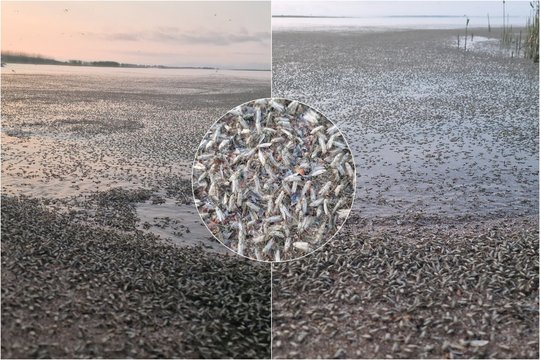 Vaizdas, kokio niekur daugiau Lietuvoje neišvysite: „Iš pusės kilometro matai uodus“