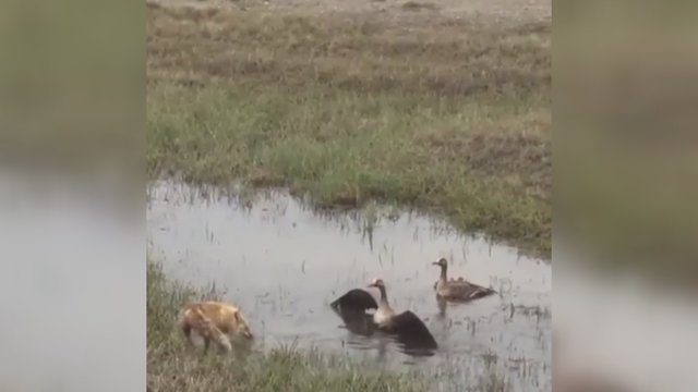 Lapės ataka baigėsi nesėkme: gindamas šeimą žąsinas panaudojo ypatingą taktiką