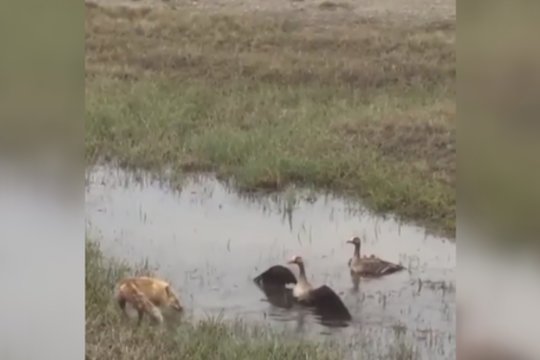 Lapės ataka baigėsi nesėkme: gindamas šeimą žąsinas panaudojo ypatingą taktiką
