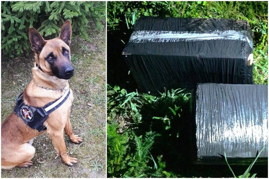 Belgų aviganis Mersas padėjo pasieniečiams surasti kontrabandinių cigarečių krovinį