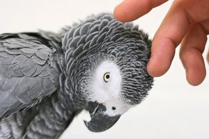 Ar papūgos supranta tai, ką sako? Atsakymas ne toks jau paprastas