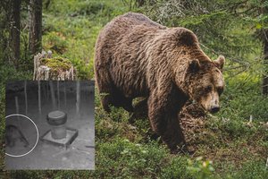 Visai šalia Kauno vaikštinėjo meška