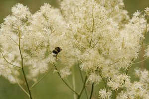 Ne prognozė, o realybė: vis plintančios erkės bei nykstančios bitės – ir žmonių „nuopelnas“