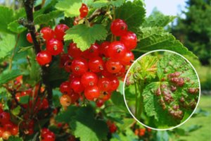 Dėmės ant serbentų lapų: sodininkai paaiškino, ką daryti, kad neliktumėte be derliaus