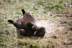 Moters namuose – žiaurios agonijos vaizdai: rasta apie 100 negyvų kačių