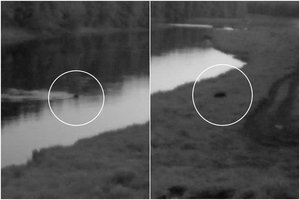 Į Lietuvą iš Baltarusijos naktį atplaukė meška