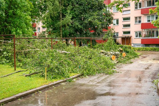 Dėl stipraus lietaus ugniagesiams teko 16 kartų vykti šalinti nuvirtusių medžių