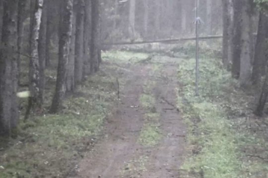 Užfiksuota viską griaunanti viesulo jėga prie Baltarusijos sienos: štai kas liko iš medžių praūžus audrai