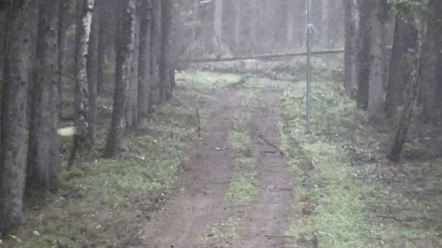 Užfiksuota viską griaunanti viesulo jėga prie Baltarusijos sienos: štai kas liko iš medžių praūžus audrai