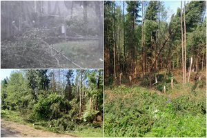Vaizdai pribloškia: škvalas medžius guldė vieną po kito – Dzūkijoje kaip degtukai krito net sveiki medžiai