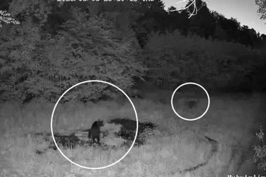 Meška užfiksuota prie pat Garliavos, o jos kelyje pasitaikė ir šernas: nieko nelaukęs lėkė šalin