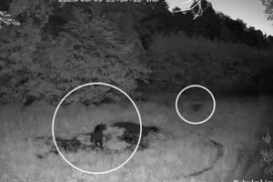 Meška užfiksuota prie pat Garliavos, o jos kelyje pasitaikė ir šernas: nieko nelaukęs lėkė šalin