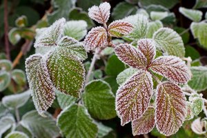 Nušalusio derliaus galėjome išvengti pasitelkę lietuvių mokslininkų atradimą