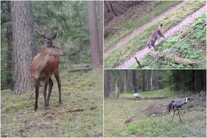 Rezervato kamerose – miško karalienė lūšis ir mažylis gerviukas