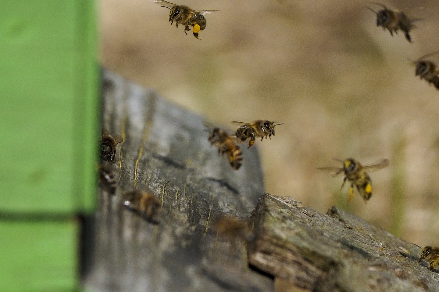 Turintys avilius prie intensyvių žemės ūkio naudmenų pasėlių dalinasi, kad bitės ten krenta. Ypač, jeigu ūkininkai nupurškia lauką bičių augintojų neįspėję.<br>V.Ščiavinsko nuotr.