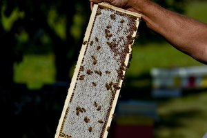 Niūros specialistės prognozės: nežinia, kurios rūšies išnykimas taps lemtingu