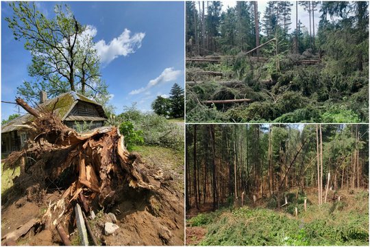 Siaubingi galingos stichijos padariniai: išvartyti medžiai, apgadinti stogai, virto gandralizdis su jaunikliais