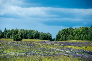 Skinkite be gailesčio: dėl šių augalų nyksta saugomi vabzdžiai, natūralios pievos