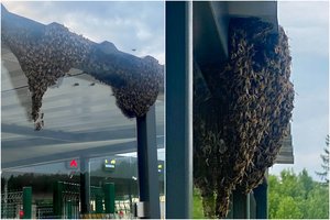 Muitinėje – netikėtos „keliautojos“: joms iškeldinti teko kviestis bitininką