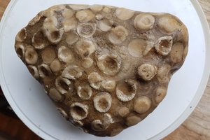 Lietuvoje aptiko įdomų darinį – mokslininkas paaiškino, kas tai yra