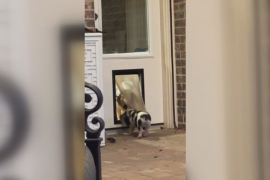 Neišmatuota kantrybė: pravedė instrukciją paršiukui, kaip naudotis durimis